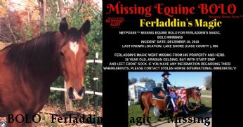 BOLO  Ferladdin's Magic - Missing Horse Near Lake Shore, MN, 56468